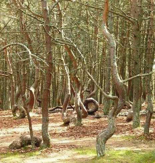 جنگلی با درختان رقصان(تصاویر) 1